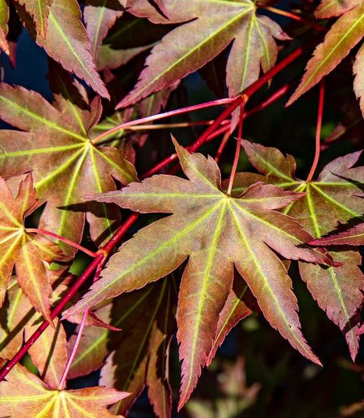 Acer palmatum 'Brown Sugar'